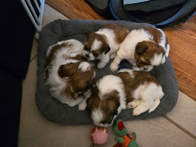 Shih Tzu Puppies media 8
