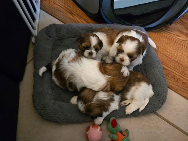 Shih Tzu Puppies media 4