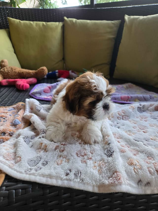 Shih Tzu Puppies media 7