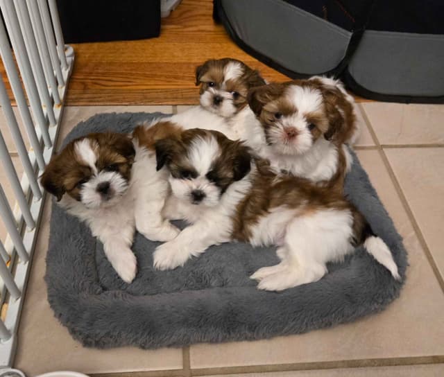 Shih Tzu Puppies media 2
