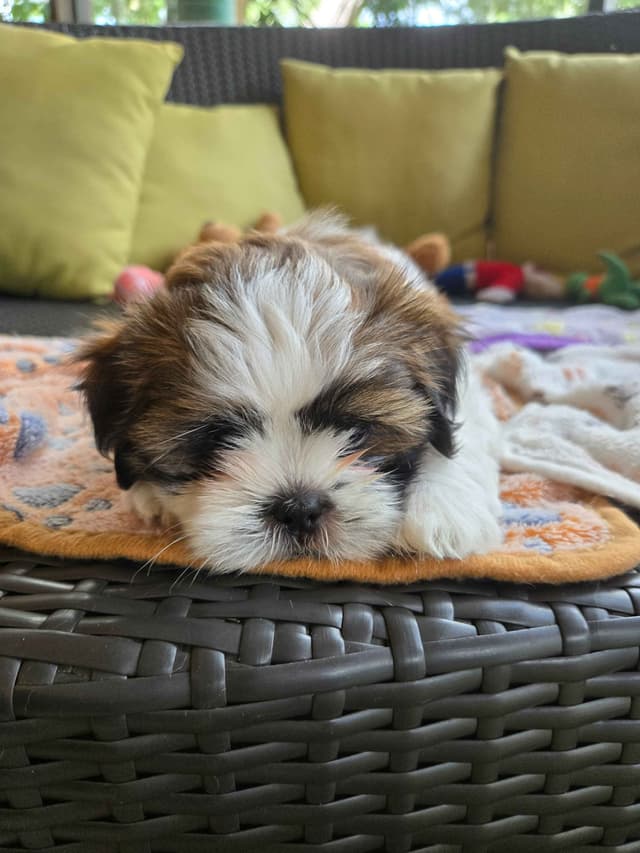Shih Tzu Puppies media 5