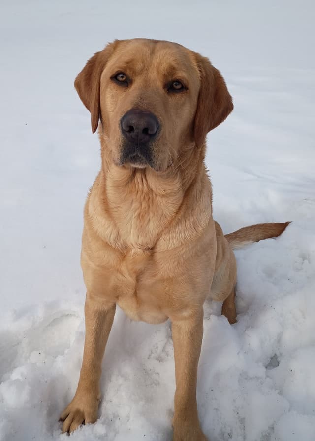 Fox Red English Labrador Retriever media 13