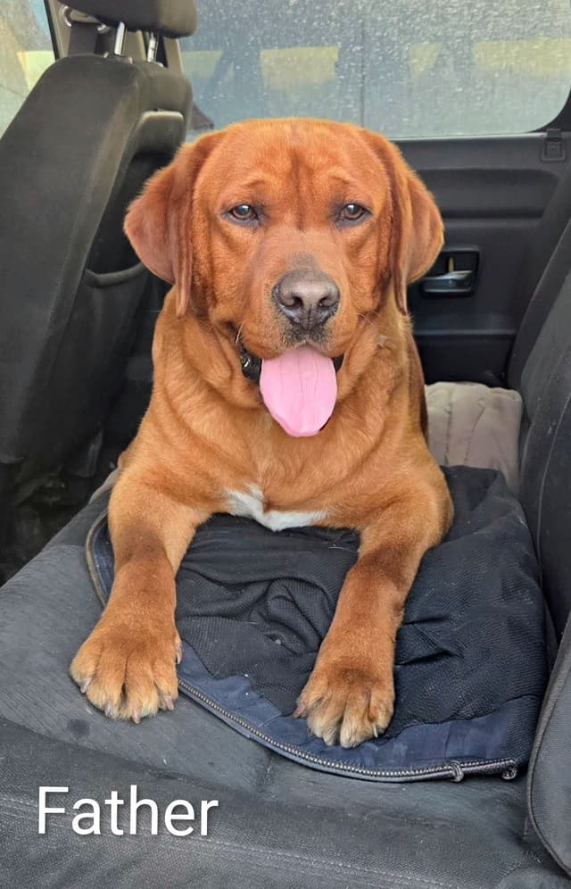 Fox Red English Labrador Retriever media 15