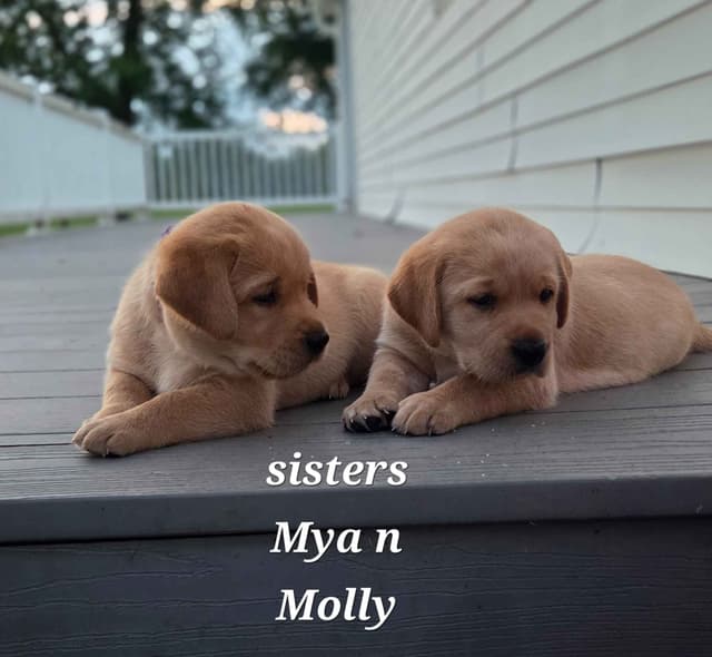 Fox Red English Labrador Retriever media 12