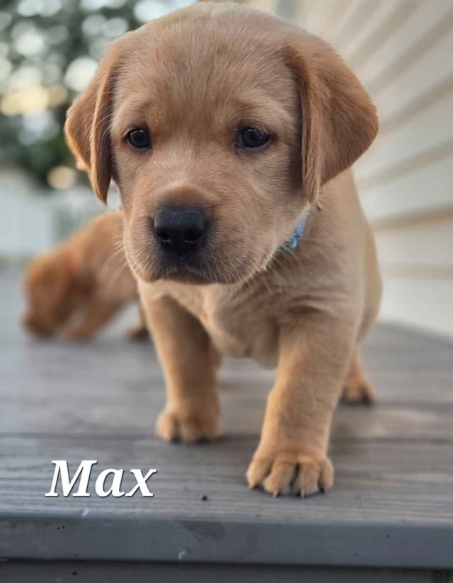 Fox Red English Labrador Retriever media 2