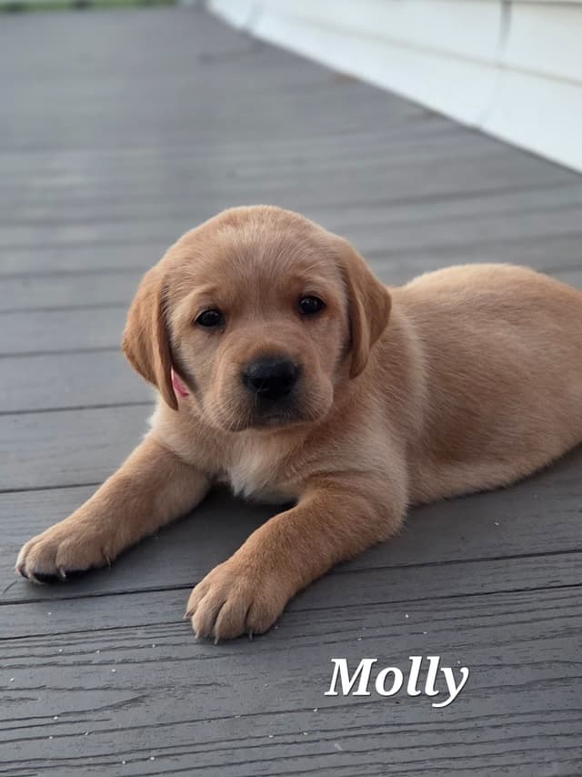 Fox Red English Labrador Retriever media 9