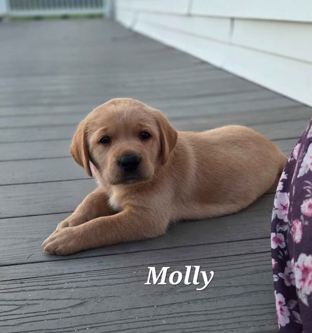 Fox Red English Labrador Retriever media 8