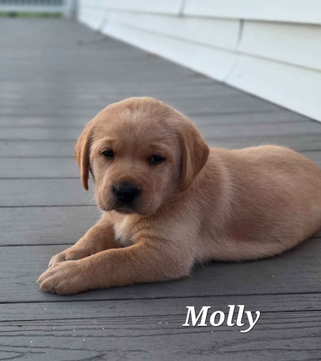 Fox Red English Labrador Retriever media 10