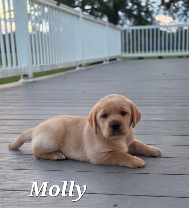Fox Red English Labrador Retriever media 11