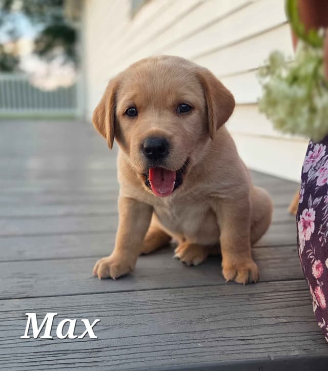 Fox Red English Labrador Retriever media 3