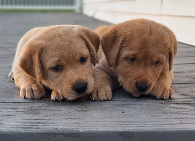Fox Red English Labrador Retriever media 5