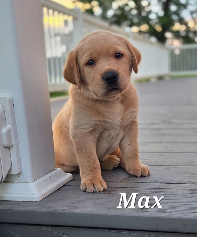 Fox Red English Labrador Retriever media 4
