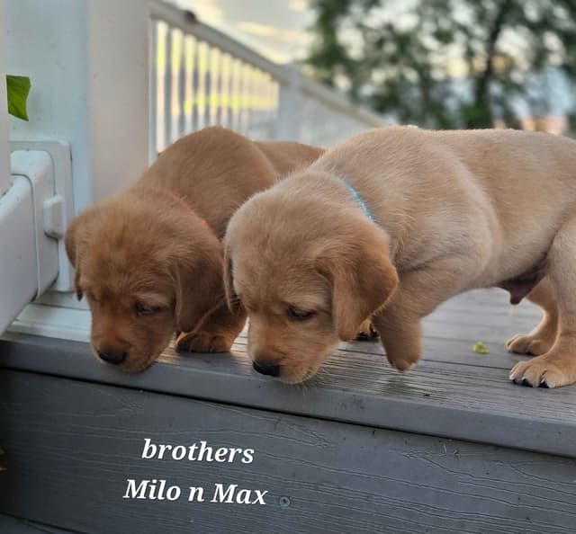 Fox Red English Labrador Retriever media 6