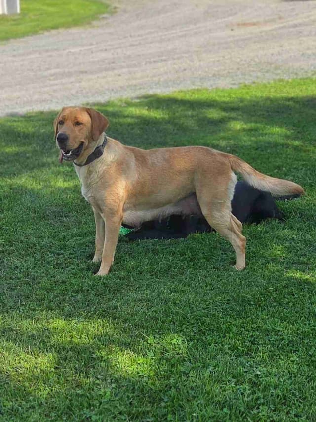 Fox Red English Labrador Retriever media 14