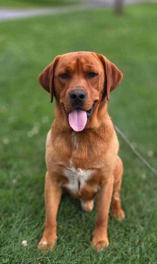 Fox Red English Labrador Retriever media 16