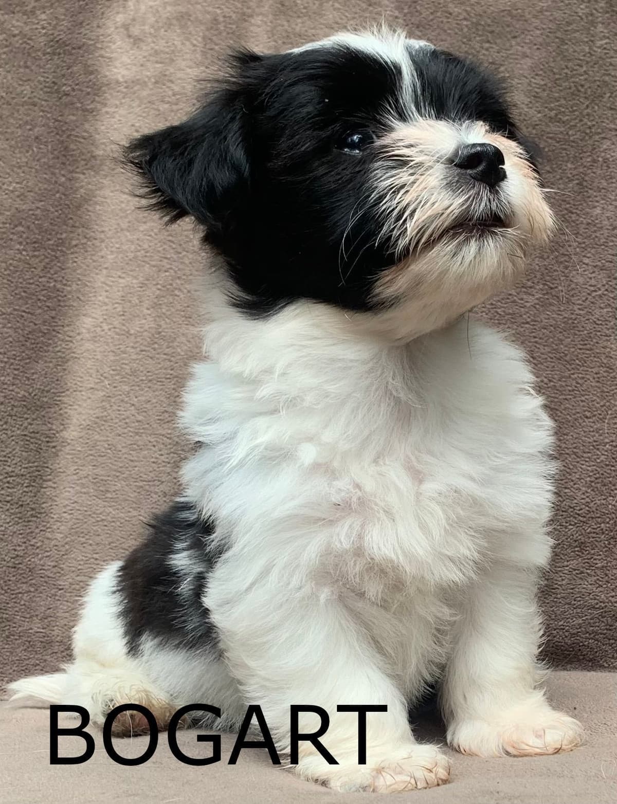 Adorable Havanese Puppies Ready Now breeder image 1