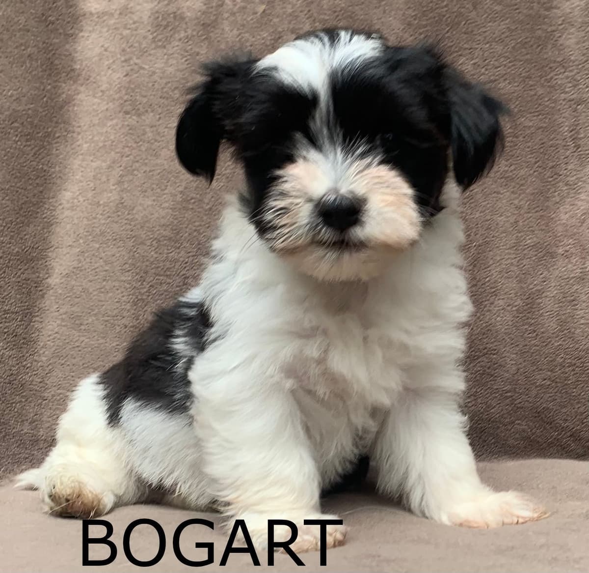 Adorable Havanese Puppies Ready Now breeder image 2