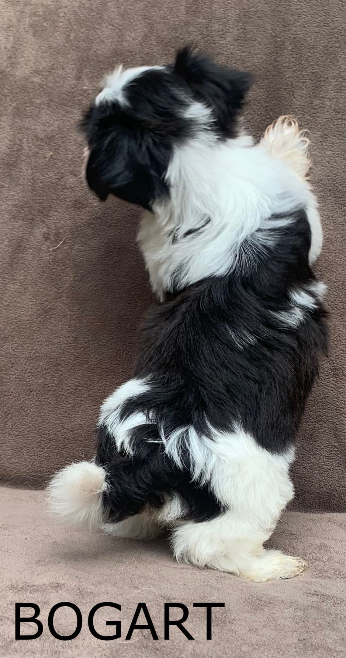 Adorable Havanese Puppies Ready Now breeder image 3