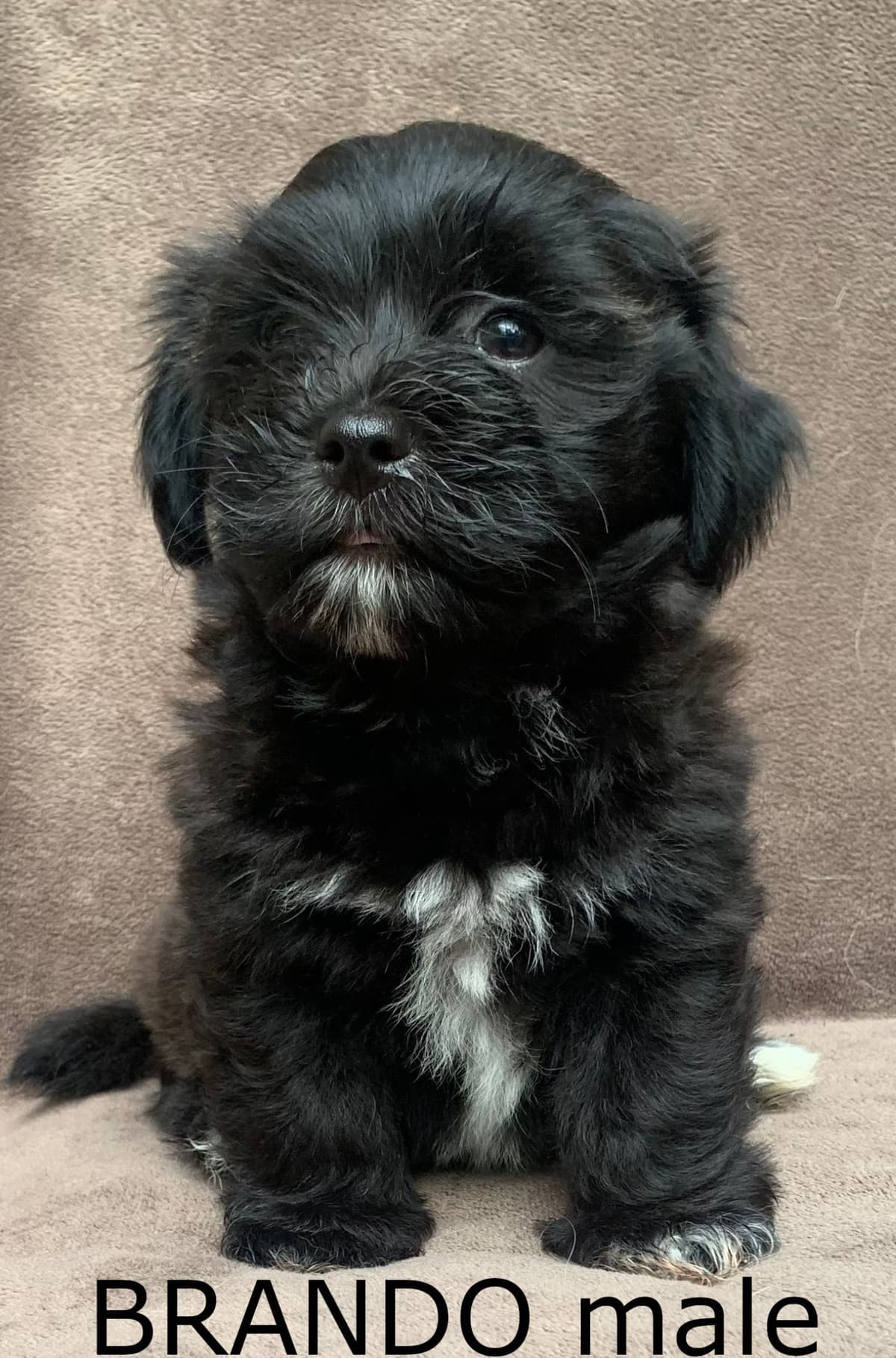 Adorable Havanese Puppies Ready Now breeder image 4