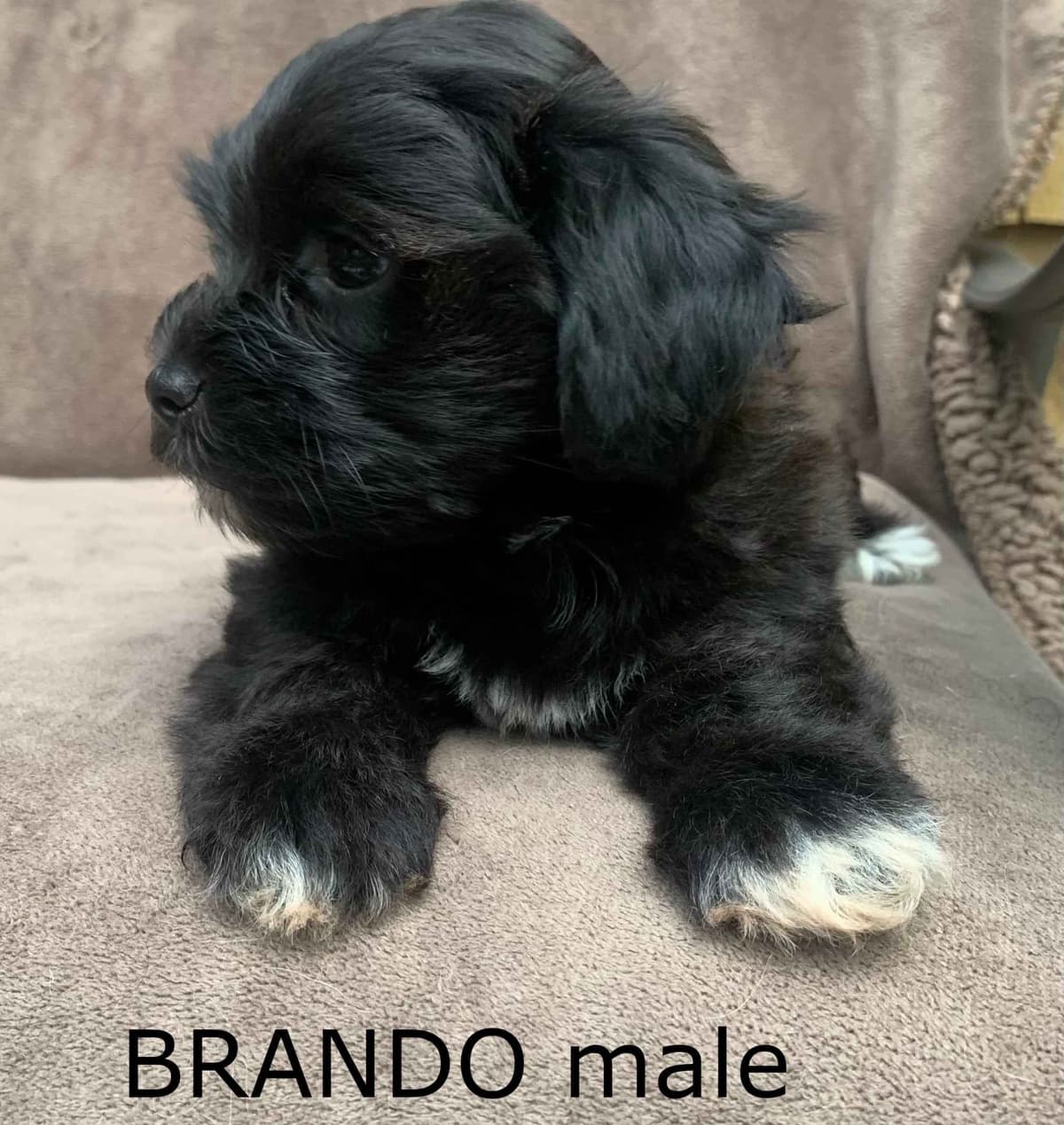 Adorable Havanese Puppies Ready Now breeder image 7