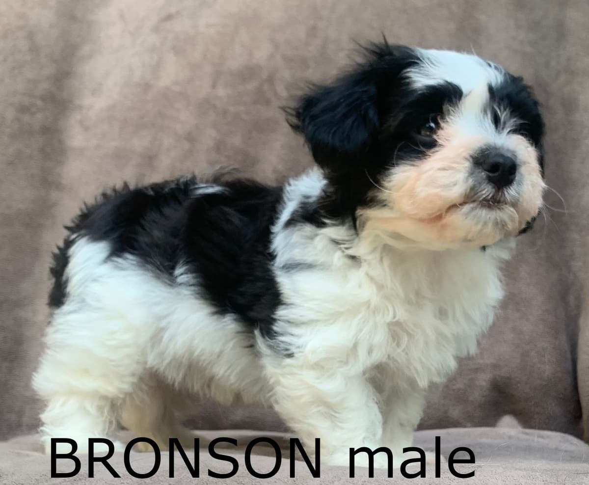 Adorable Havanese Puppies Ready Now breeder image 9