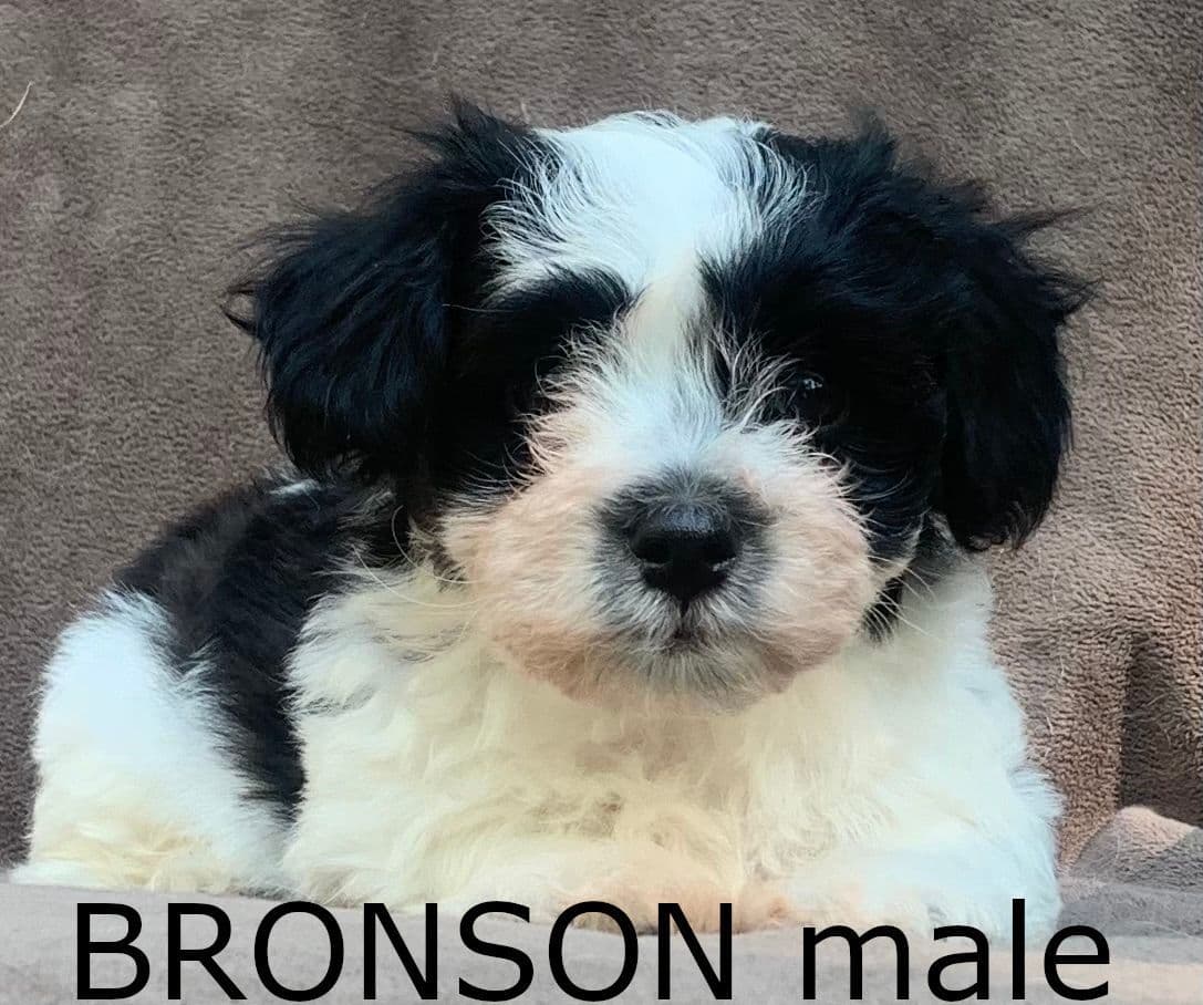 Adorable Havanese Puppies Ready Now breeder image 10