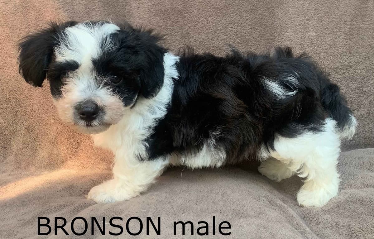 Adorable Havanese Puppies Ready Now breeder image 11