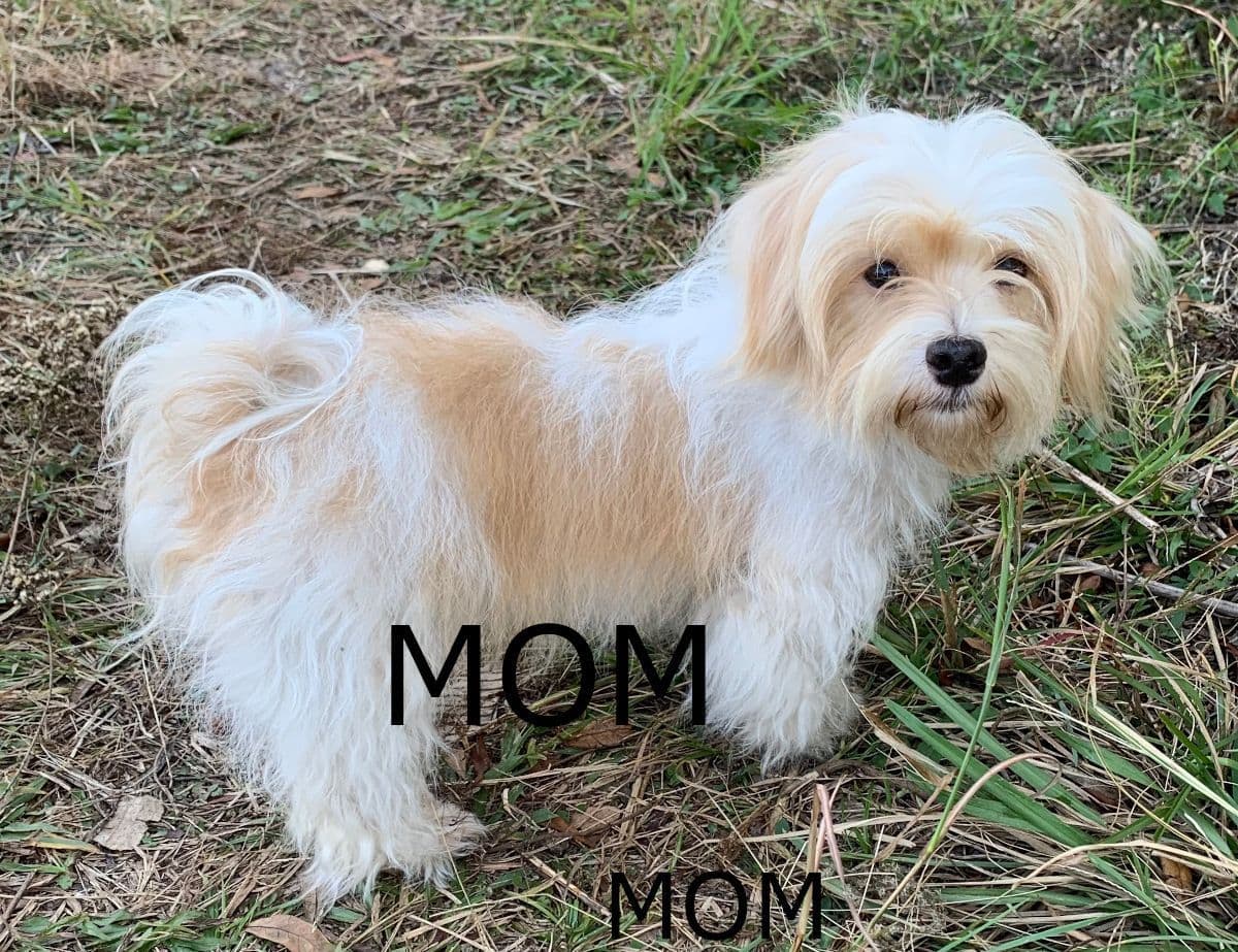 Adorable Havanese Puppies Ready Now breeder image 12