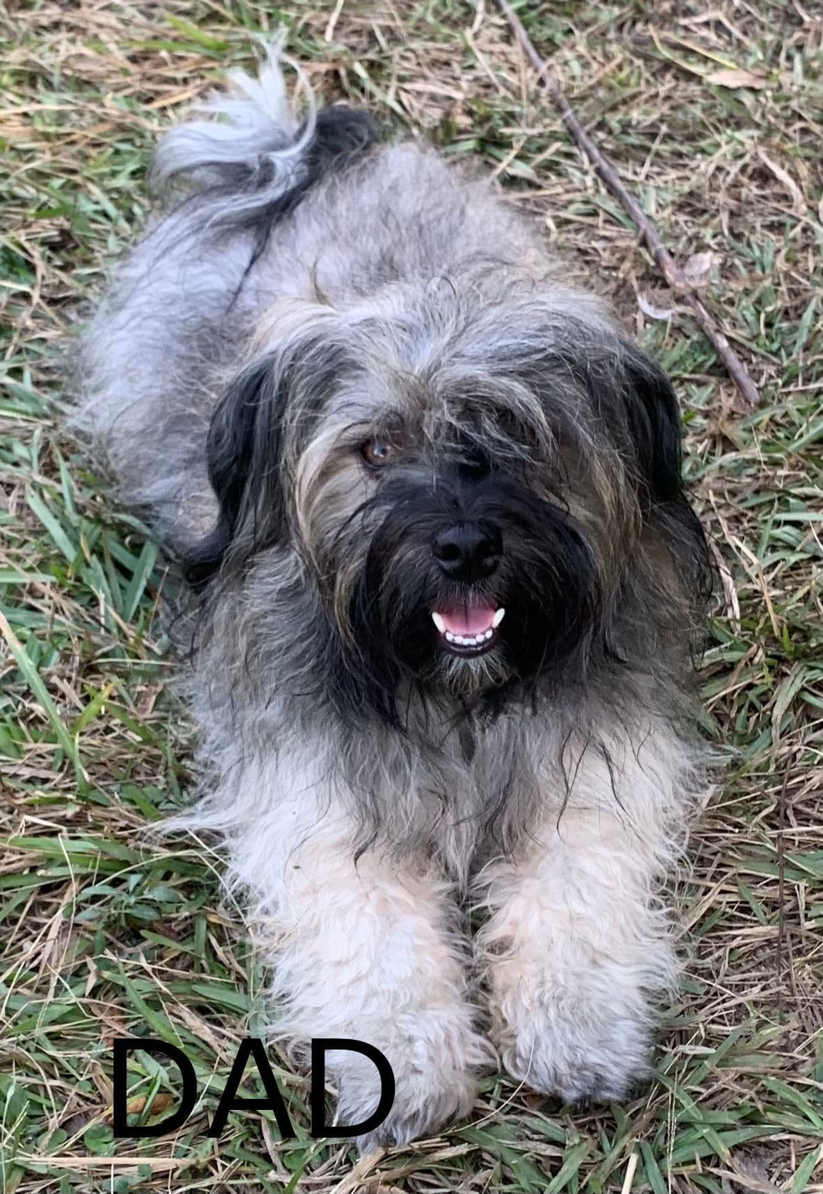 Adorable Havanese Puppies Ready Now breeder image 13