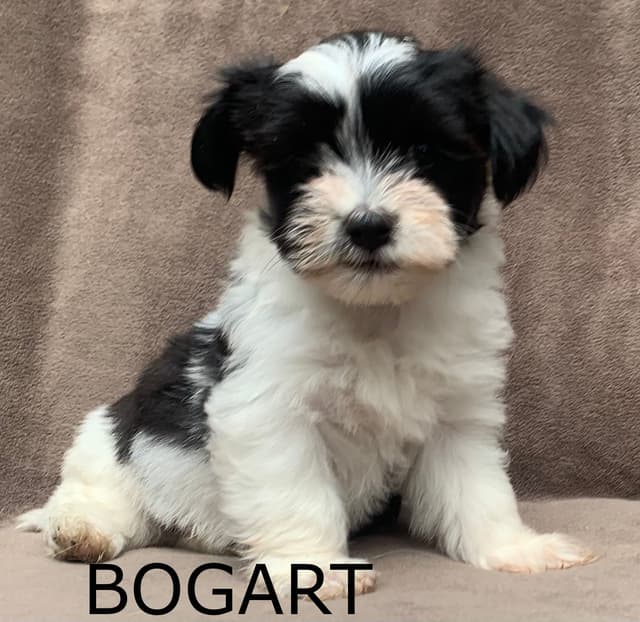 Adorable Havanese Puppies Ready Now media 2