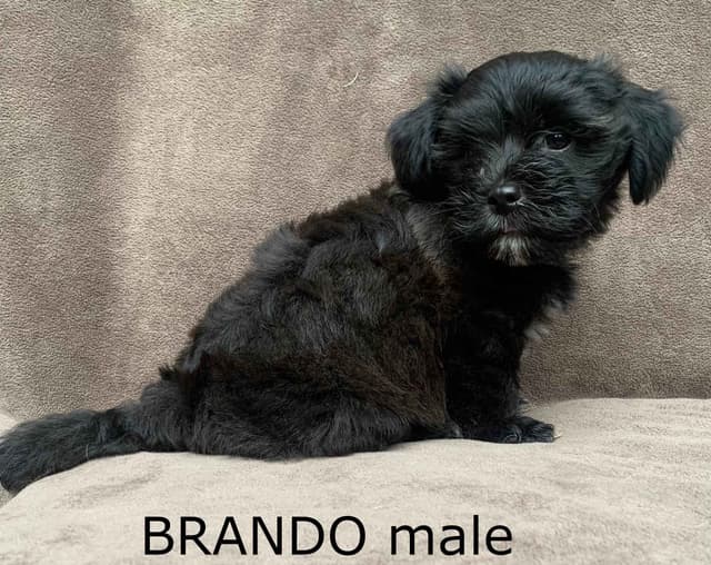 Adorable Havanese Puppies Ready Now media 7
