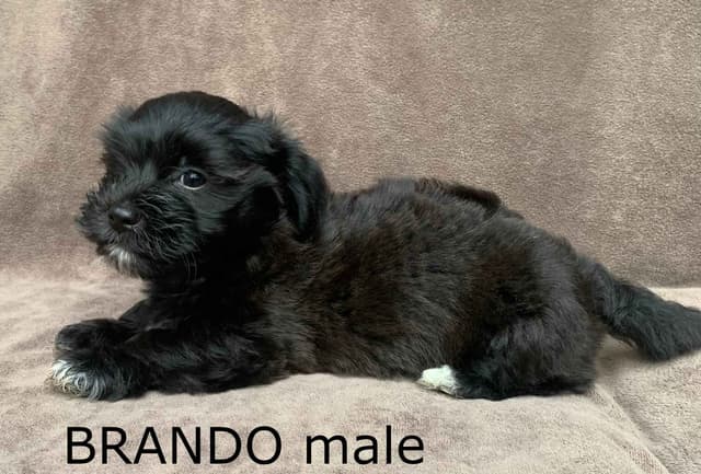 Adorable Havanese Puppies Ready Now media 8