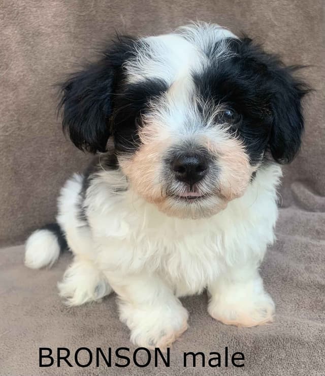 Adorable Havanese Puppies Ready Now media 10