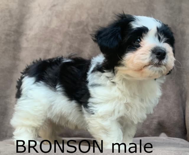 Adorable Havanese Puppies Ready Now media 11