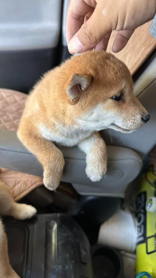 Las Vegas AKC Shiba Inu Puppies media 2