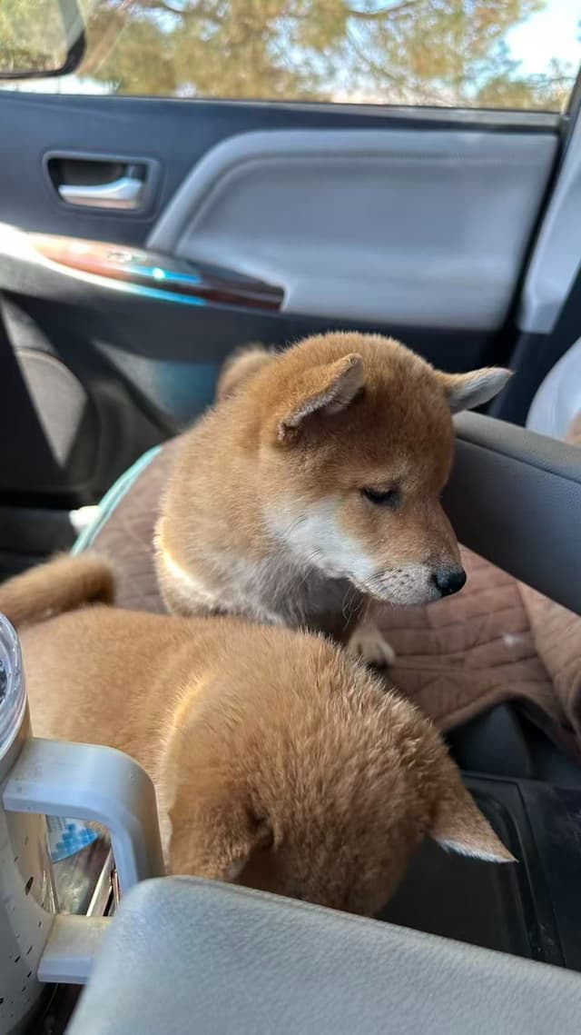 Las Vegas AKC Shiba Inu Puppies media 3