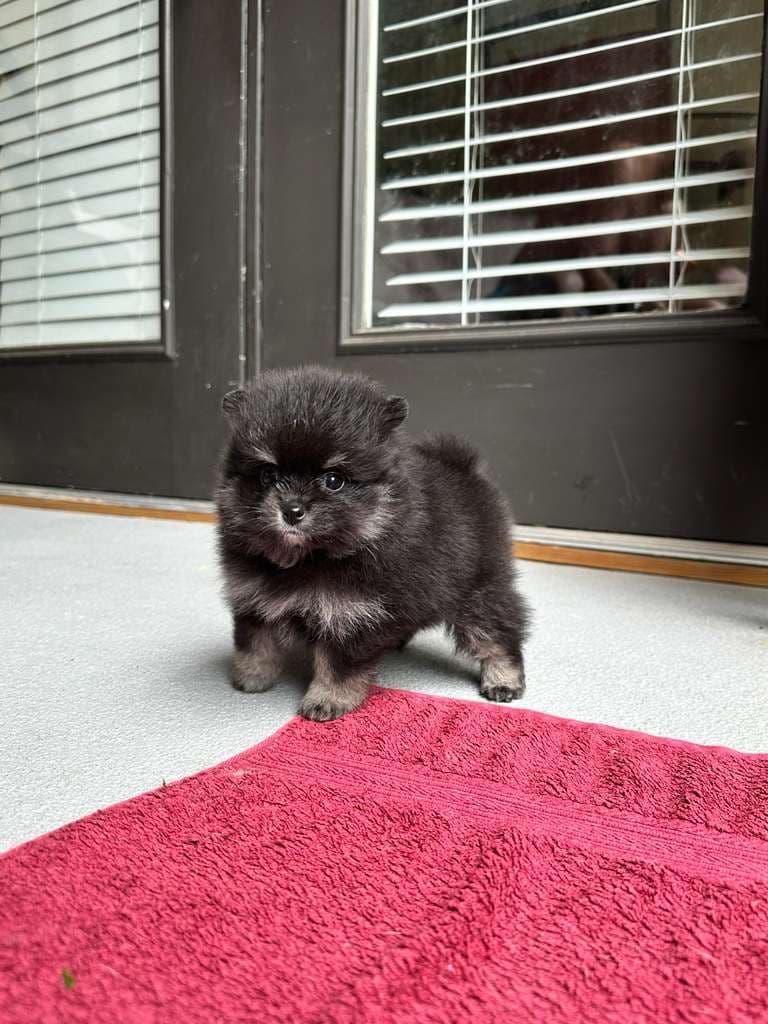 Pomeranian Puppies breeder image 2