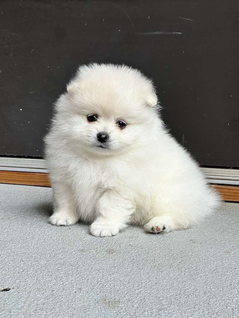 Pomeranian Puppies breeder image 5