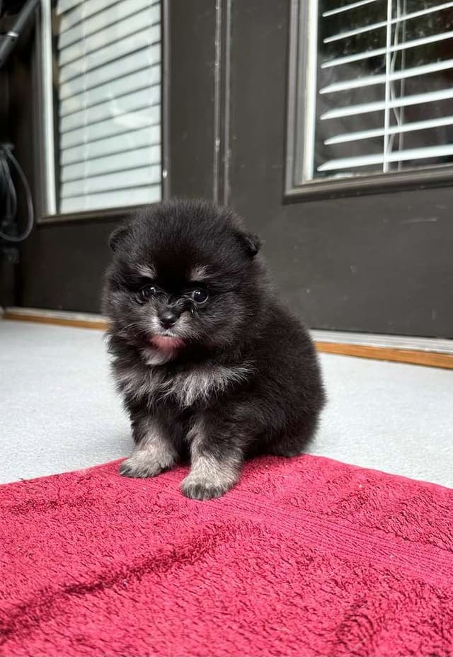 Pomeranian Puppies media 3