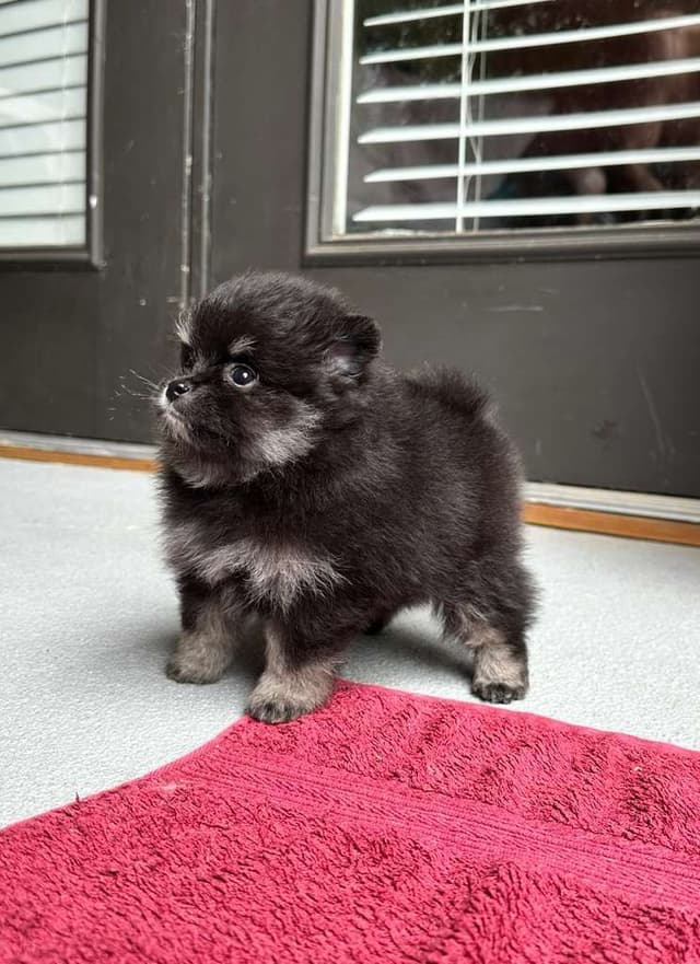 Pomeranian Puppies media 4