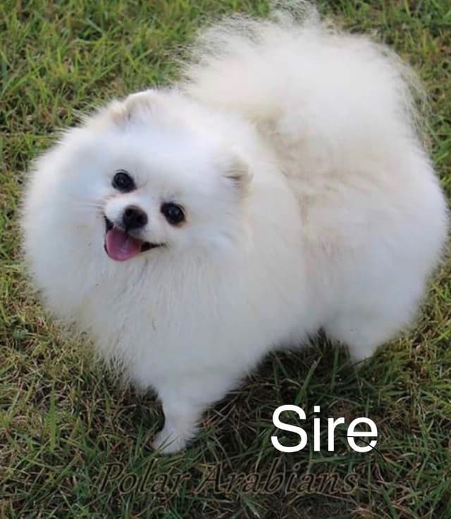 Pomeranian Puppies media 7