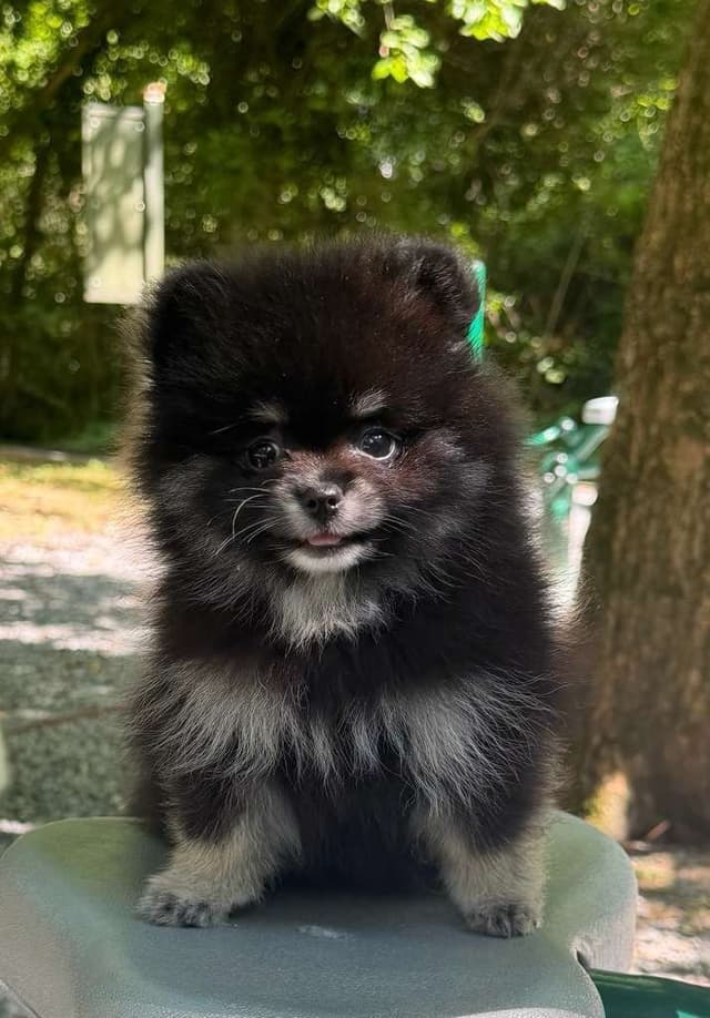 Pomeranian Puppies media 6