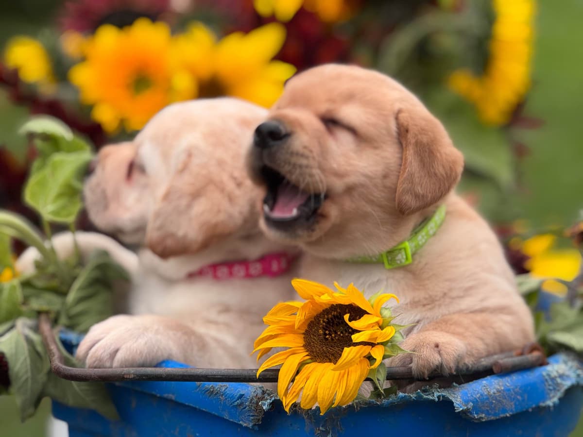 Labrador Retriever Puppies breeder image 1