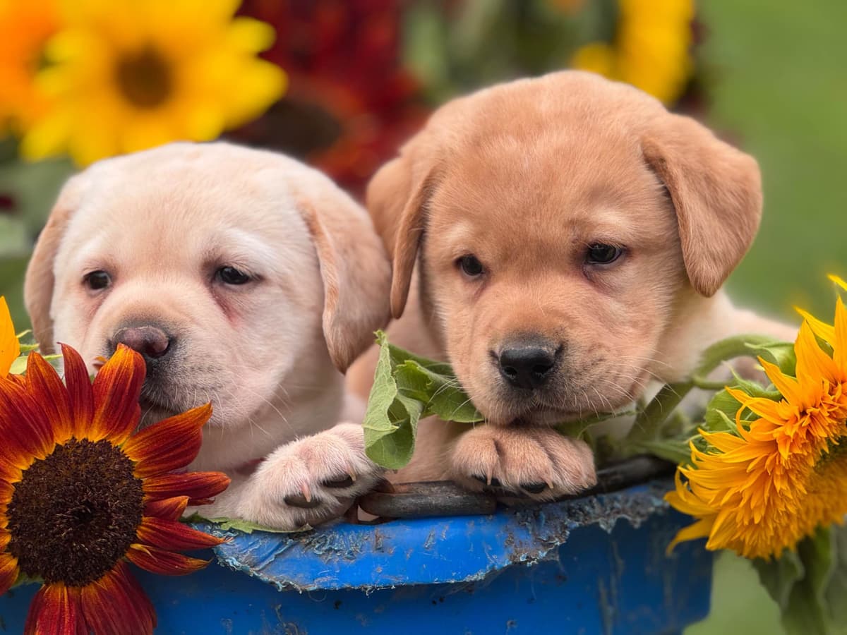 Labrador Retriever Puppies breeder image 3