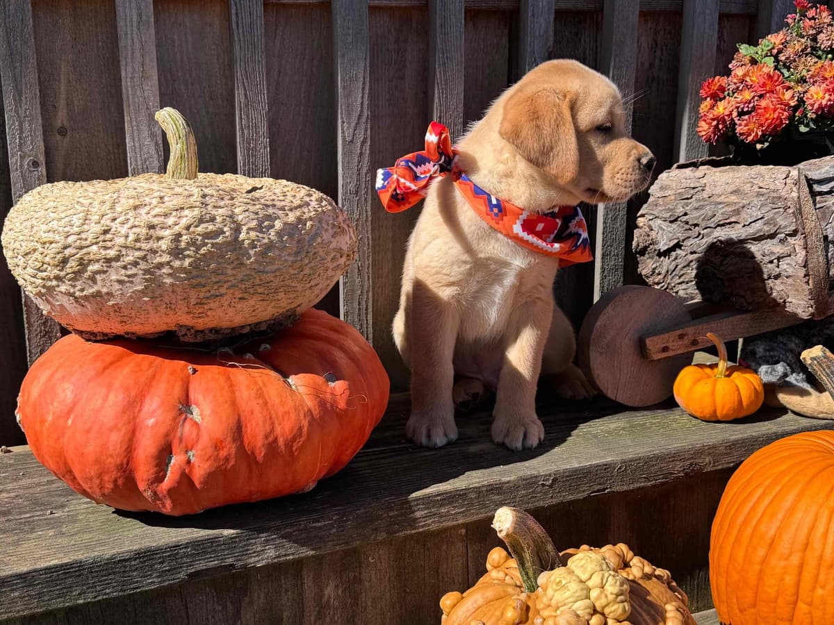 Labrador Retriever Puppies breeder image 4
