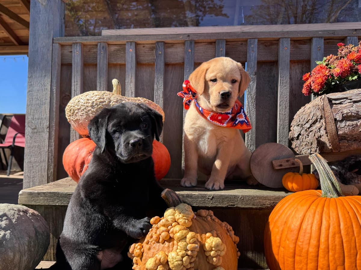 Labrador Retriever Puppies breeder image 5