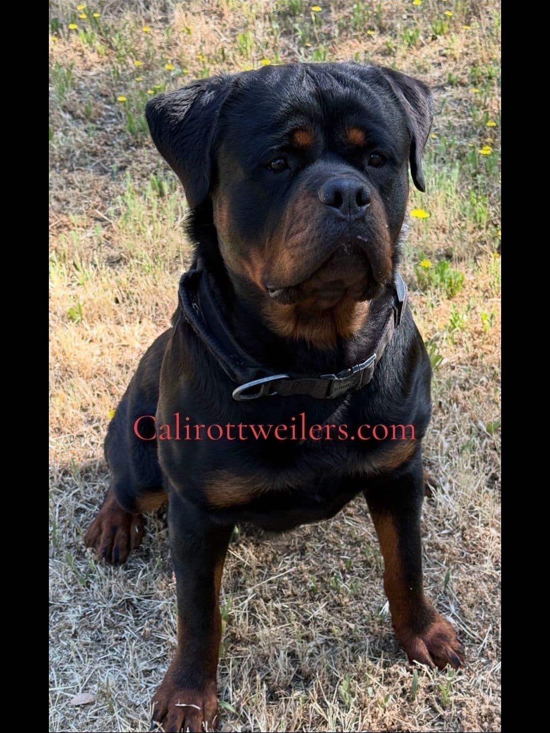 Rottweiler Puppies breeder image 1