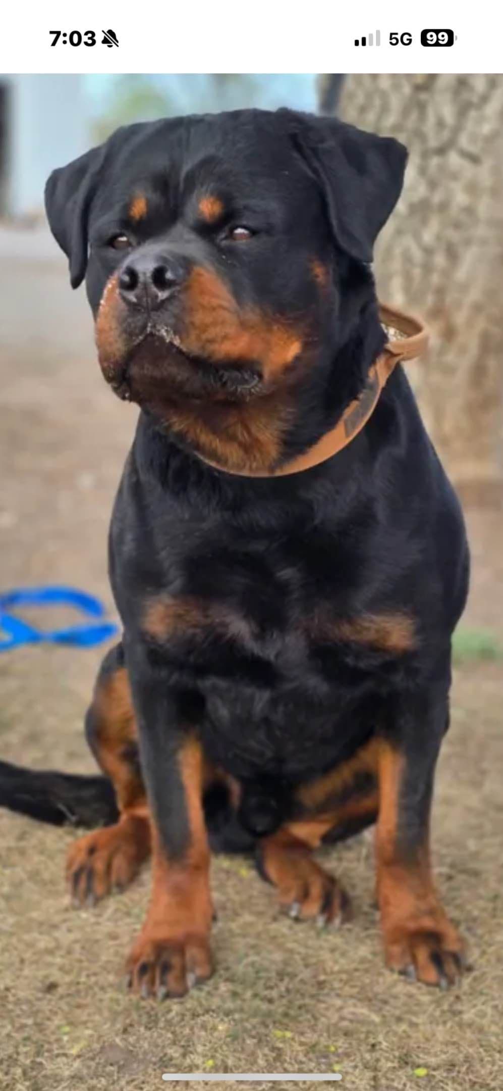 Rottweiler Puppies breeder image 2