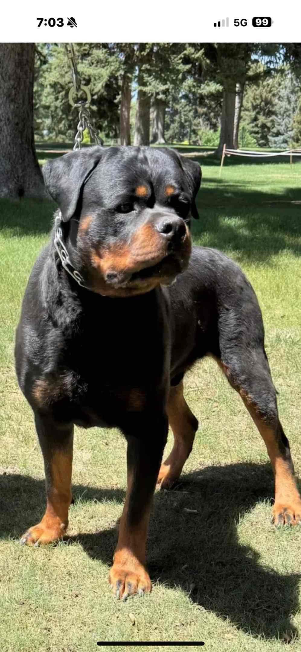 Rottweiler Puppies breeder image 3