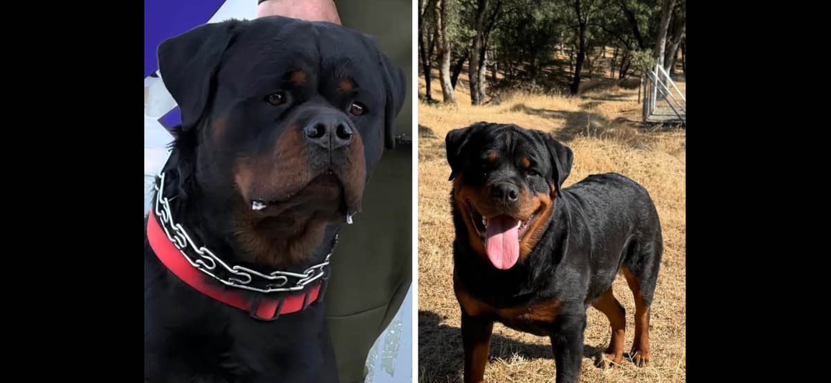 Rottweiler Puppies breeder image 4